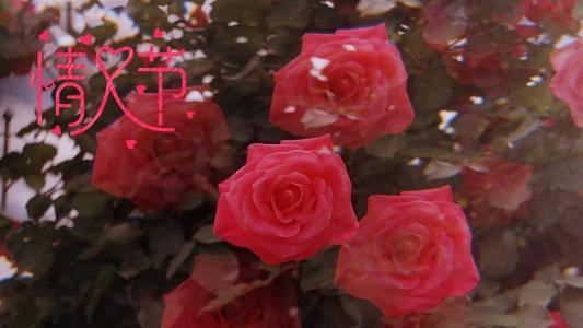 情人节浪漫红玫瑰