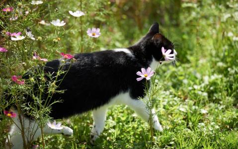 猫，鲜花，kosmeja