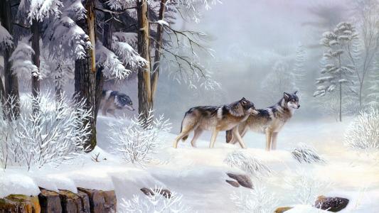 狼，冬天
