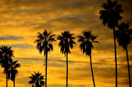 晚上，日落，棕榈树，天空，剪影