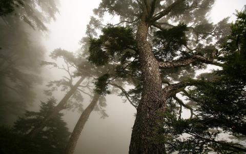 松树，雾，树干