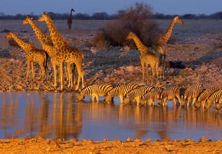 埃托沙国家公园，纳米比亚，非洲，长颈鹿，斑马，浇水