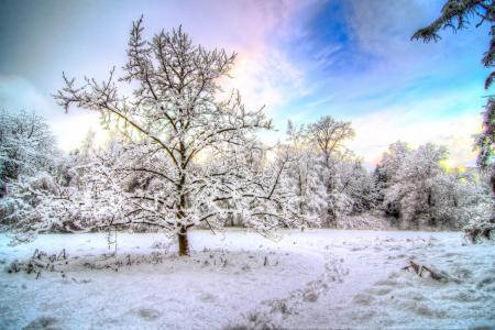 冬天，雪，树木，天空，景观