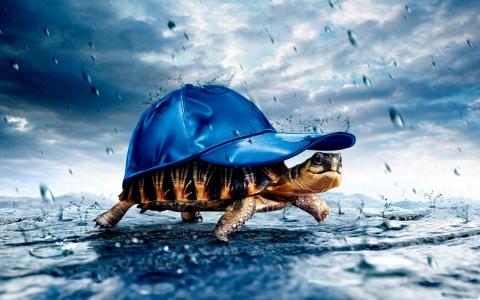 乌龟，雨，帽子