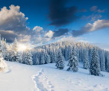 冬天，森林，树木，雪，痕迹，日出，自然，景观