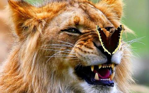 狮子，百兽之王，蝴蝶，咧嘴笑