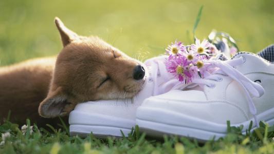 小狗，鞋子，鲜花，束，草