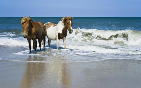 岸上的马，海浪，沙滩，海