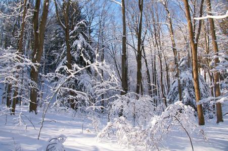 冬天，森林，树木，自然，景观