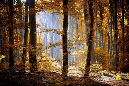 森林，秋天，叶子，树，叶子，橙色，黄色，光，性质