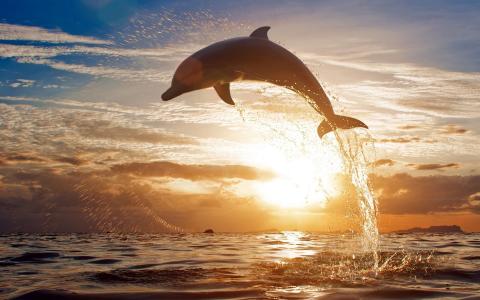 海豚，喷雾，海，水，跳，地平线，天空，日落