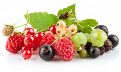 浆果，鹅莓，黑醋栗，红醋栗，白醋栗，覆盆子