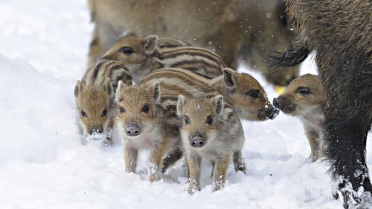 野猪，野猪，冬天
