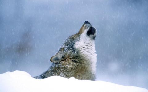 狼，嚎叫，雪，冬天
