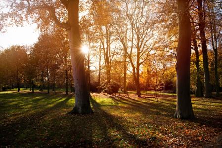 日落，大自然，秋季，树木，公园