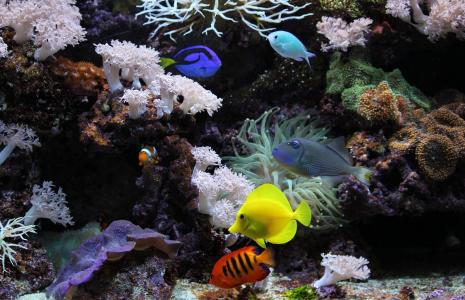 水下世界，水族馆，鱼，珊瑚