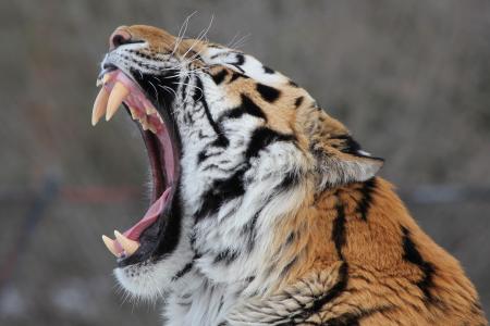 一只老虎，一只阿穆尔虎，一只野猫，一个枪口，打哈欠，一张嘴，一个f牙