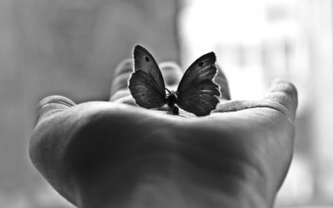 蝴蝶，手掌，黑色和白色，摄影，米