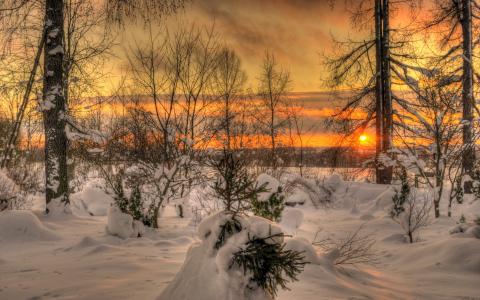 自然，冬天，日落，太阳，天空，云，景观，森林，树，自然，冬季，太阳，天空