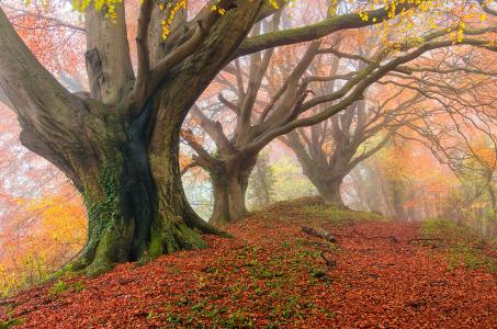 秋天，雾，森林