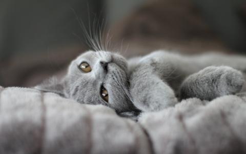 灰色，猫，说谎，休息