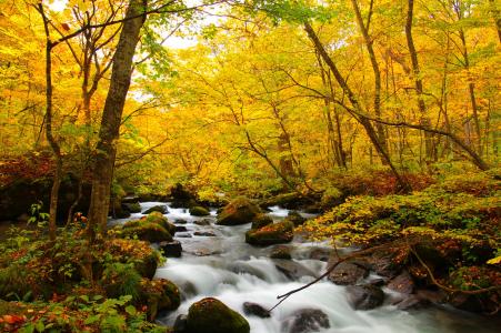 森林，树木，河，流，石头，秋天