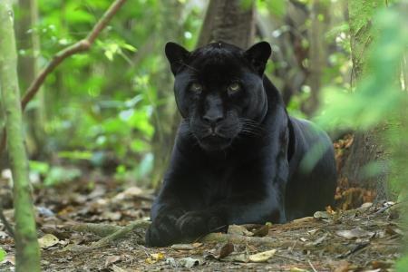 豹，黑色，猫，丛林，森林，捕食者，豹