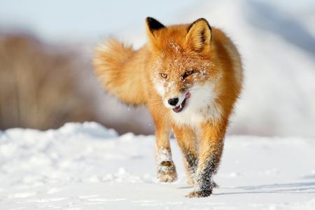 狐狸，雪，狐狸，冬天，红色，舌头
