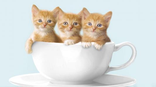 小猫，红色的小猫，杯子