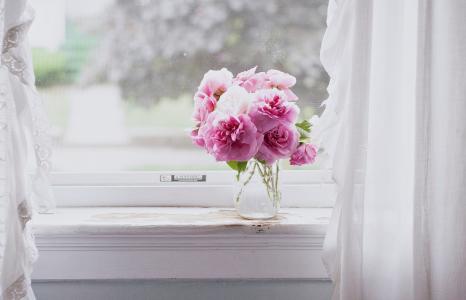 粉红色，鲜花，粉红色的花朵，窗户