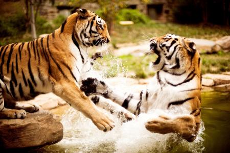 老虎，水，游戏