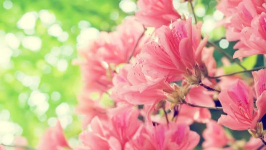 开花的分支，春天粉红色