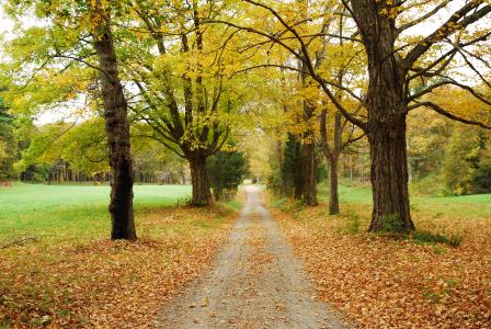 秋天，道路，树木，性质