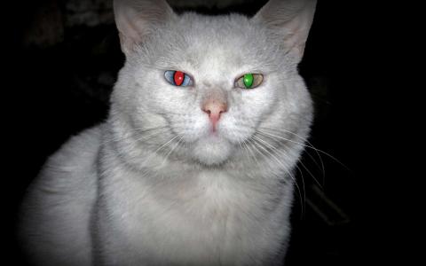 猫，白色，眼睛，红色，绿色