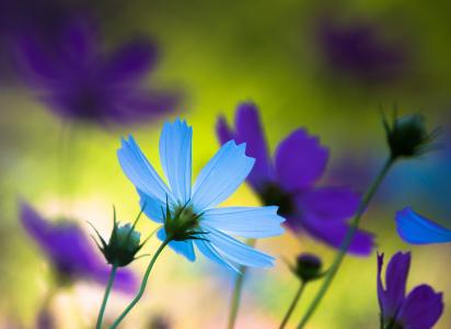 鲜花，蓝色，紫色，花瓣