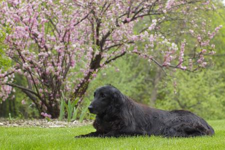 狗，直眼的猎犬，樱花，草坪