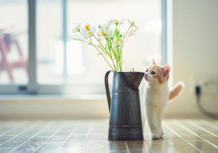 Hannah，©Benjamin Torode，小猫，鲜花