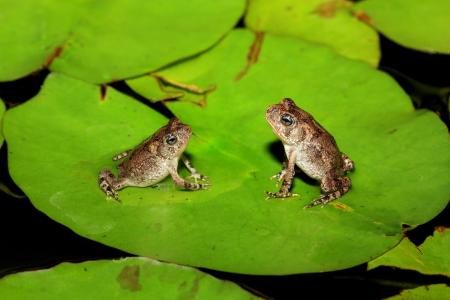 青蛙，树叶，沼泽