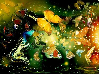 蝴蝶，昆虫，抽象