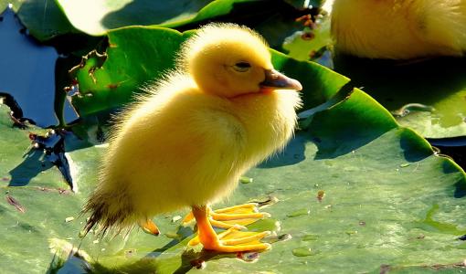 小鸭，小鸡，蹒跚学步，树叶