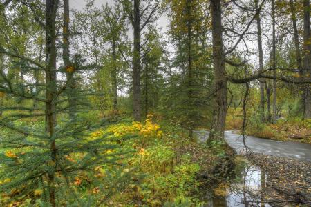 森林，河流，秋季，树木，性质