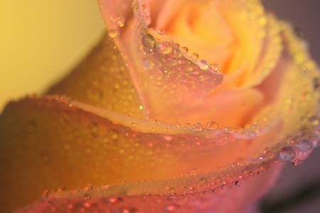 黄色粉红色，玫瑰，花瓣，宏观，水滴，露水
