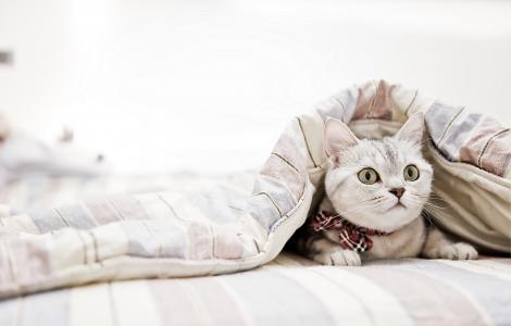 猫，猫，毯子