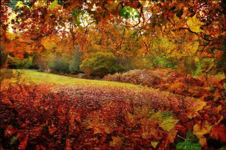 秋天，新森林，在英格兰汉普郡县
