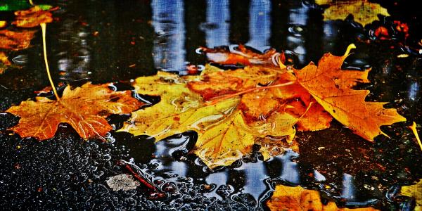 秋天，叶子，沥青，水坑