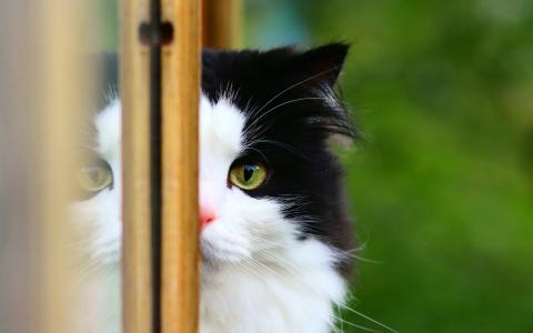 窗口，猫，背景