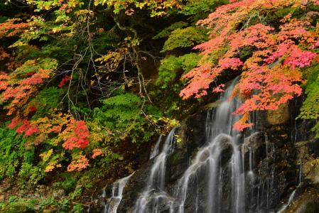 瀑布，秋天，树叶，日本，青森县，青森县，日本，秋天