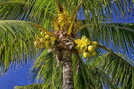 棕榈树，椰子，自然