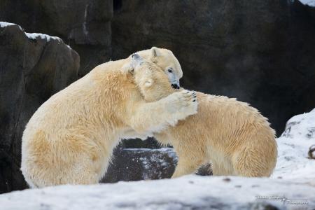 北极熊，熊，掠食者，夫妇，战斗，游戏，战斗，拆卸，雪，冬天，岩石，动物园