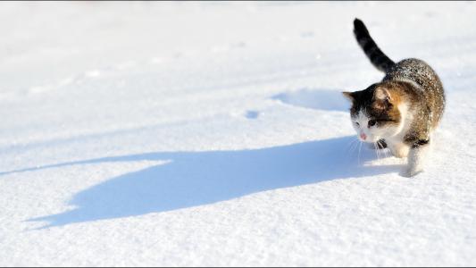 阴影，小猫，雪